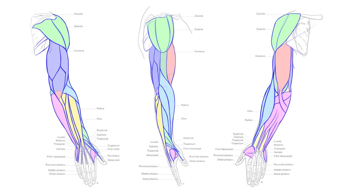 ./images/orientierung/anatomie-01.jpg